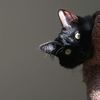 kattattitude